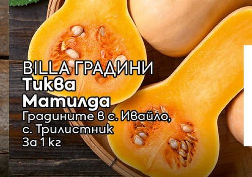 BILLA extcyr{ГРАДИНИ} extcyr{Тиква extcyr{Матилда}}
